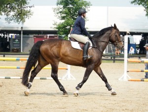 VFE Simply Stunning ridden by owner Mandy Steinhoff, Jumpers Upperville Colt and Horse Show