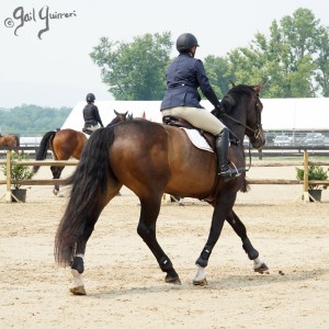 VFE Simply Stunning ridden by owner Mandy Steinhoff, Jumpers Upperville Colt and Horse Show