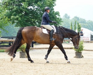 VFE Simply Stunning ridden by owner Mandy Steinhoff, Jumpers Upperville Colt and Horse Show