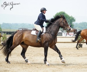 VFE Simply Stunning ridden by owner Mandy Steinhoff, Jumpers Upperville Colt and Horse Show