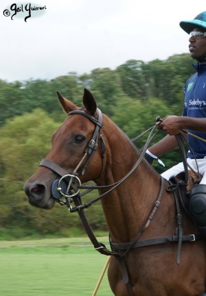 Mars Cup polo match presented by MARS EQUESTRIAN TM benefiting NSLM, 2022