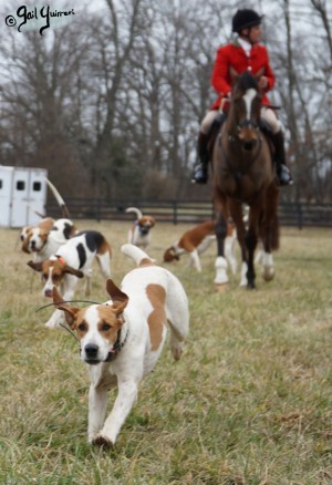 Middleburg Hunt at Tarleton