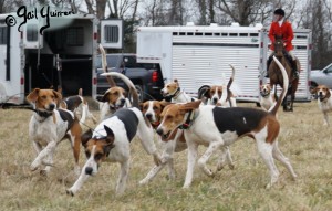 Middleburg Hunt at Tarleton