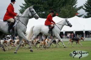 Hounds of Middleburg Hunt entertain the crowds at NSLM Polo Classic, 2022