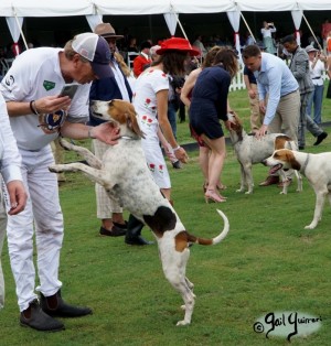 Hounds of Middleburg Hunt entertain the crowds at NSLM Polo Classic, 2022