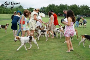 Hounds of Middleburg Hunt entertain the crowds at NSLM Polo Classic, 2022