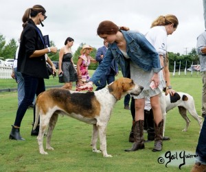 Hounds of Middleburg Hunt entertain the crowds at NSLM Polo Classic, 2022