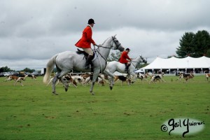 Hounds of Middleburg Hunt entertain the crowds at NSLM Polo Classic, 2022