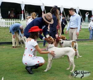 Hounds of Middleburg Hunt entertain the crowds at NSLM Polo Classic, 2022