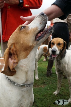 Hounds of Middleburg Hunt entertain the crowds at NSLM Polo Classic, 2022