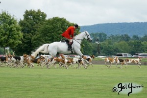 Hounds of Middleburg Hunt entertain the crowds at NSLM Polo Classic, 2022