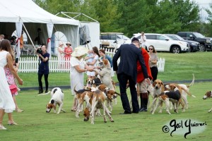 Hounds of Middleburg Hunt entertain the crowds at NSLM Polo Classic, 2022