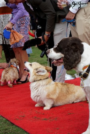 NSLM Polo Classic Social photos, Great Meadow September 2022