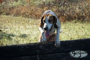 Orange County Hounds, Byrnley November 2023