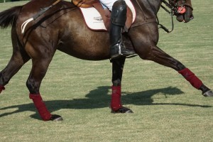 Polo with Shannon Elaine Casey and friends