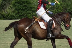 Polo with Shannon Elaine Casey and friends