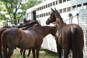 Polo with Shannon Elaine Casey and friends