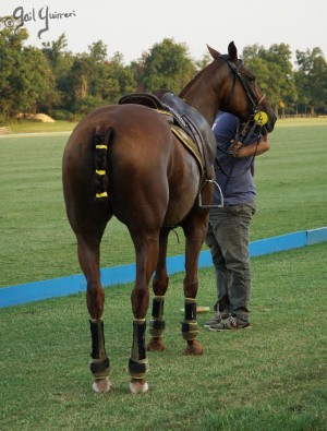 Presidents Cup Polo 2024