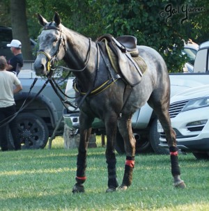 Presidents Cup Polo 2024