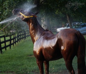 Presidents Cup Polo 2024