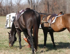 Snickersville Hounds Opening Meet at Creekside November 10, 2019