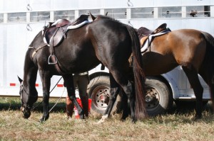 Snickersville Hounds Opening Meet at Creekside November 10, 2019