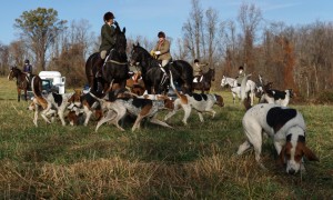 Snickersville Hounds Opening Meet at Creekside November 10, 2019