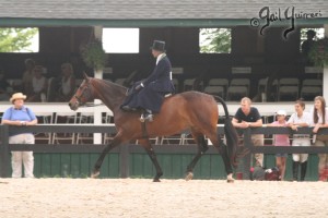 Upperville Sidesaddle 2005