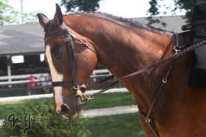 Upperville Sidesaddle 2005