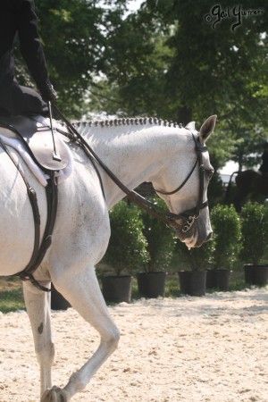 Upperville Sidesaddle 2005