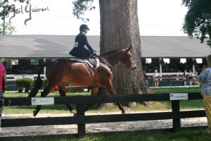 Upperville Sidesaddle 2005