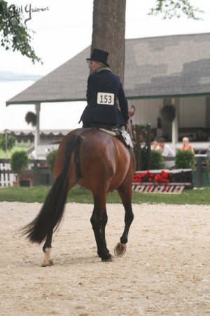 Upperville Sidesaddle 2005