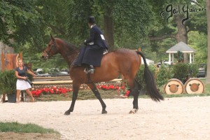 Upperville Sidesaddle 2005