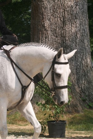 Upperville Sidesaddle 2005