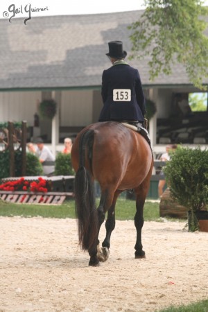 Upperville Sidesaddle 2005