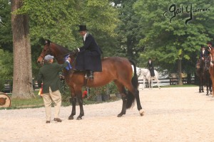 Upperville Sidesaddle 2005