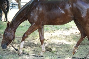 Upperville Sidesaddle Kristin Glover 2005