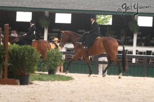 Upperville Sidesaddle 2005 Kristin Glover