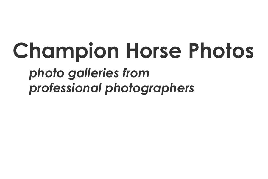 Champion Horse Photos
