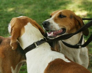 Morven Park Hound Show 2010