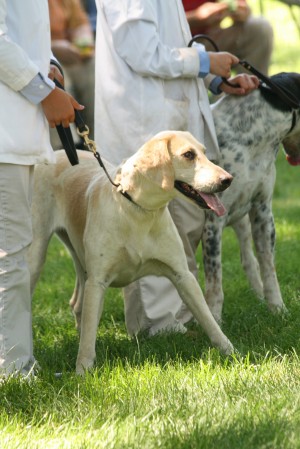 Morven Park Hound Show 2010