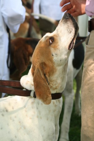 Morven Park Hound Show 2010