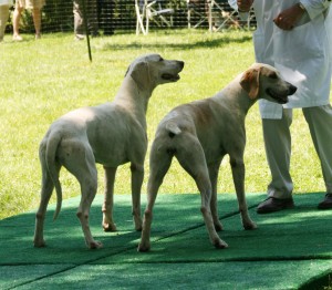 Morven Park Hound Show 2010
