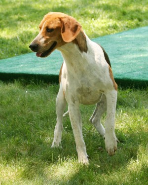 Morven Park Hound Show 2010