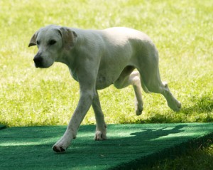 Morven Park Hound Show 2010